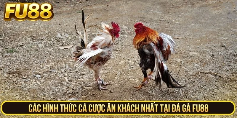 Các hình thức cá cược ăn khách nhất tại đá gà FU88