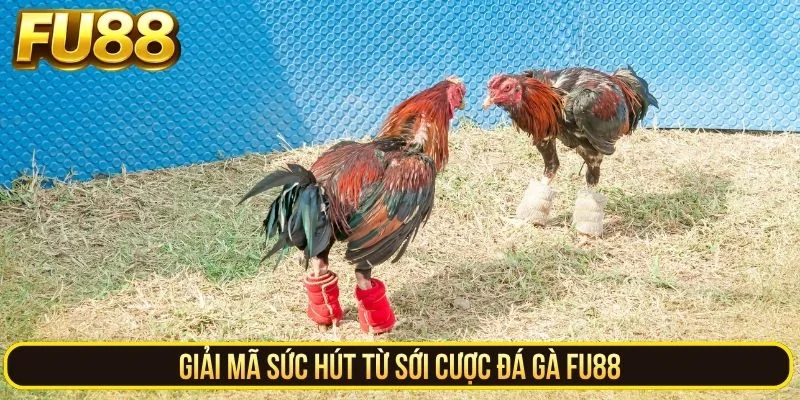 Giải mã sức hút từ sới cược đá gà FU88